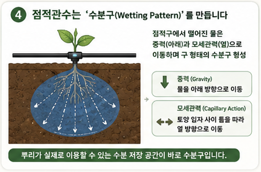 점적관수 수분구 형성 원리